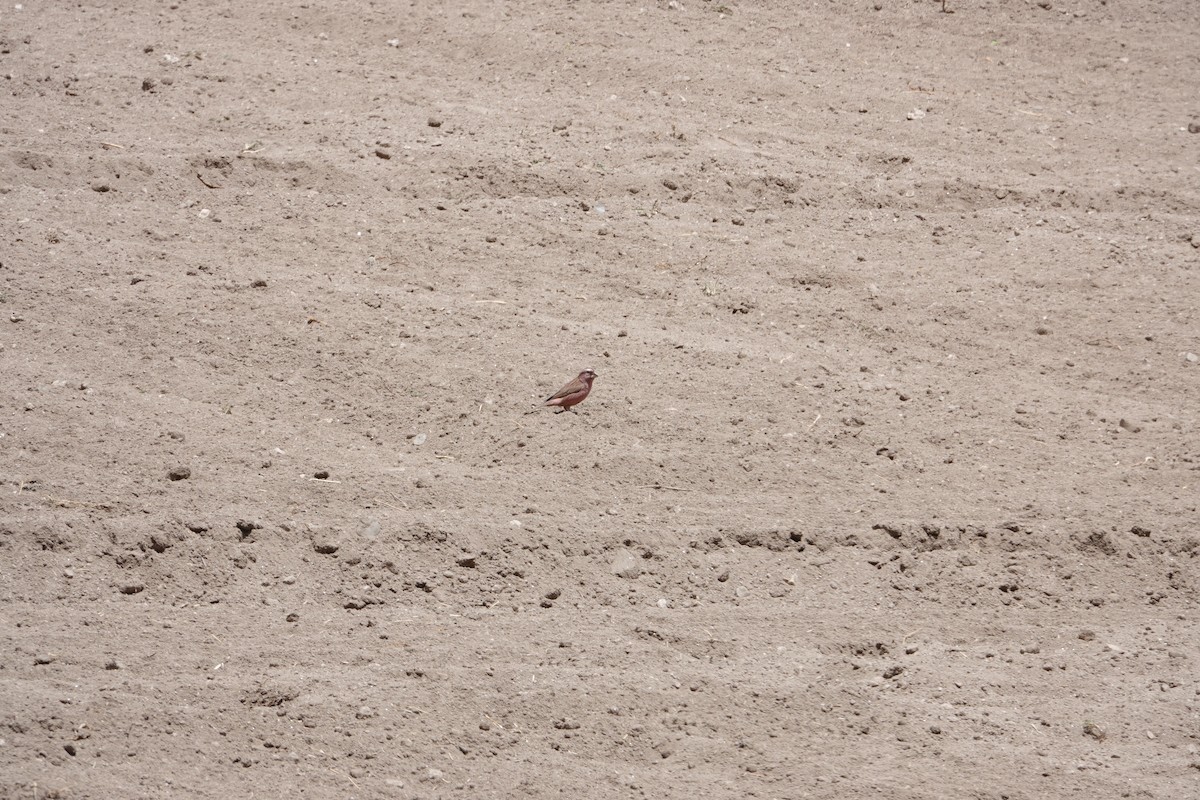 Blyth's Rosefinch - ML619725215