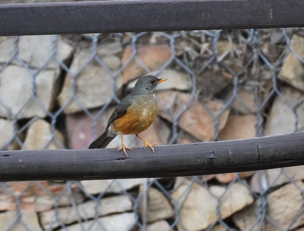 Olive Thrush - ML619725229