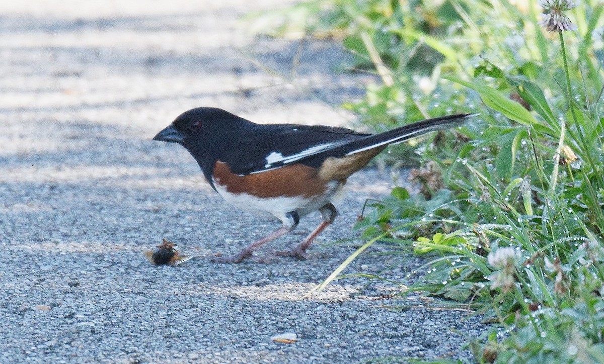 Eastern Towhee - ML619725230