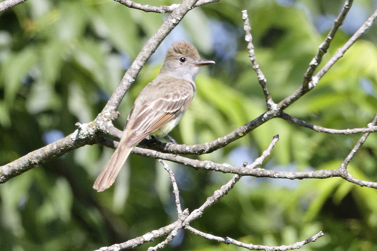 Great Crested Flycatcher - ML619725244