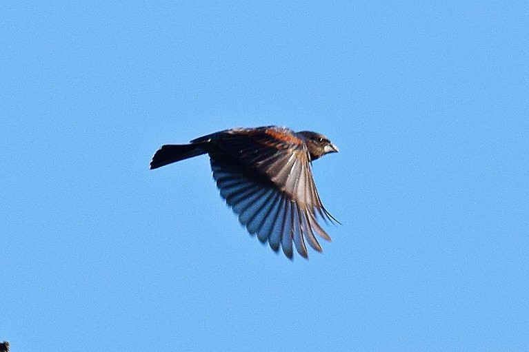 Blue Grosbeak - ML619725255