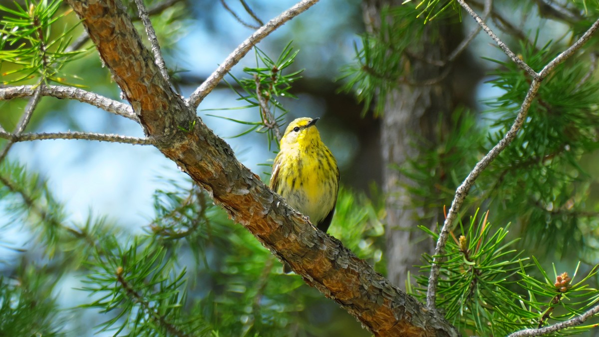 Cape May Warbler - ML619725274