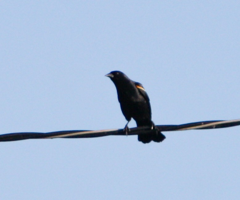 Tawny-shouldered Blackbird - Serguei Alexander López Perez