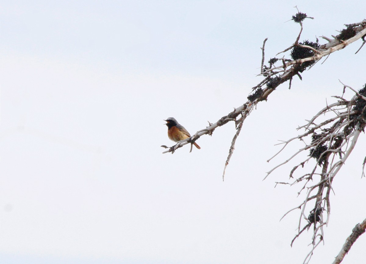 Common Redstart - ML619725291