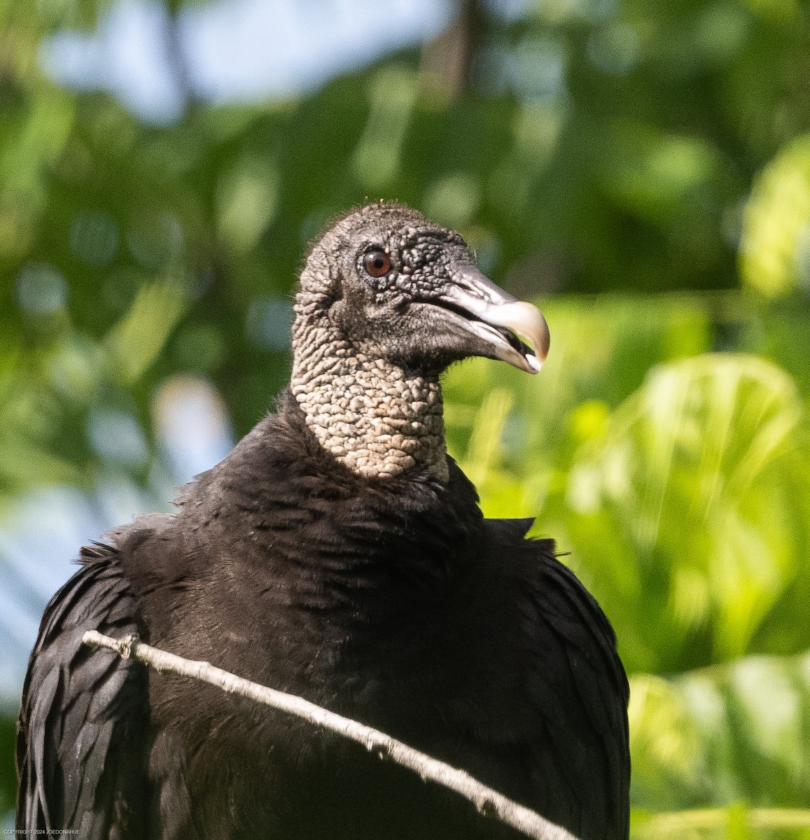 Black Vulture - ML619725333