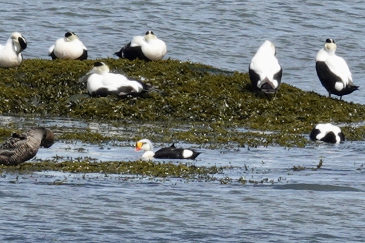 King Eider - ML619725374