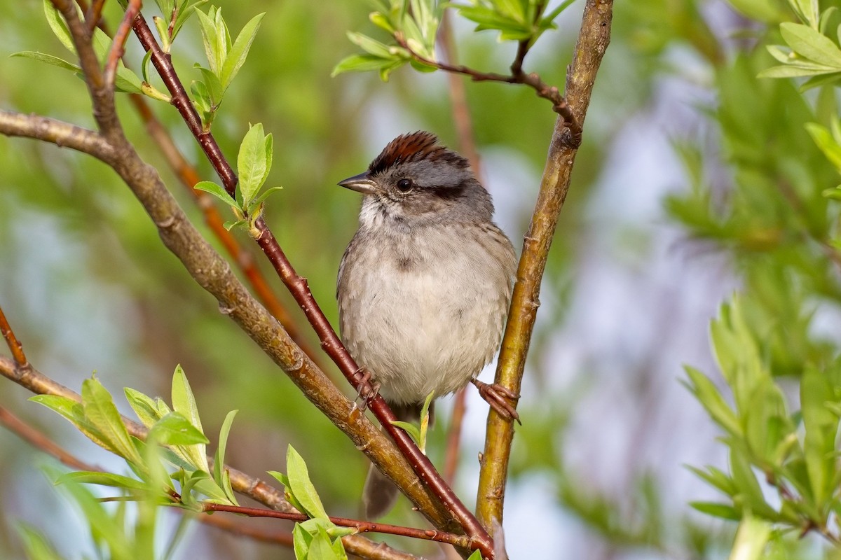 Swamp Sparrow - ML619725377