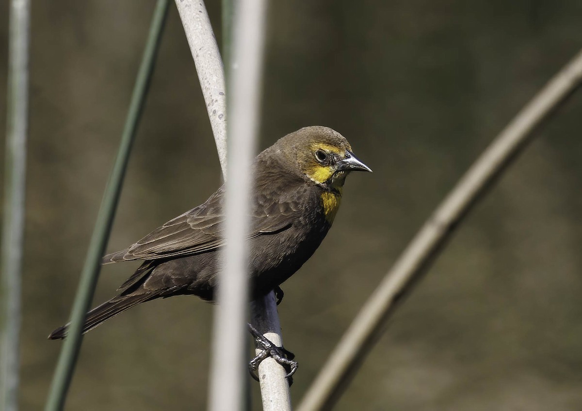 Yellow-headed Blackbird - ML619725389
