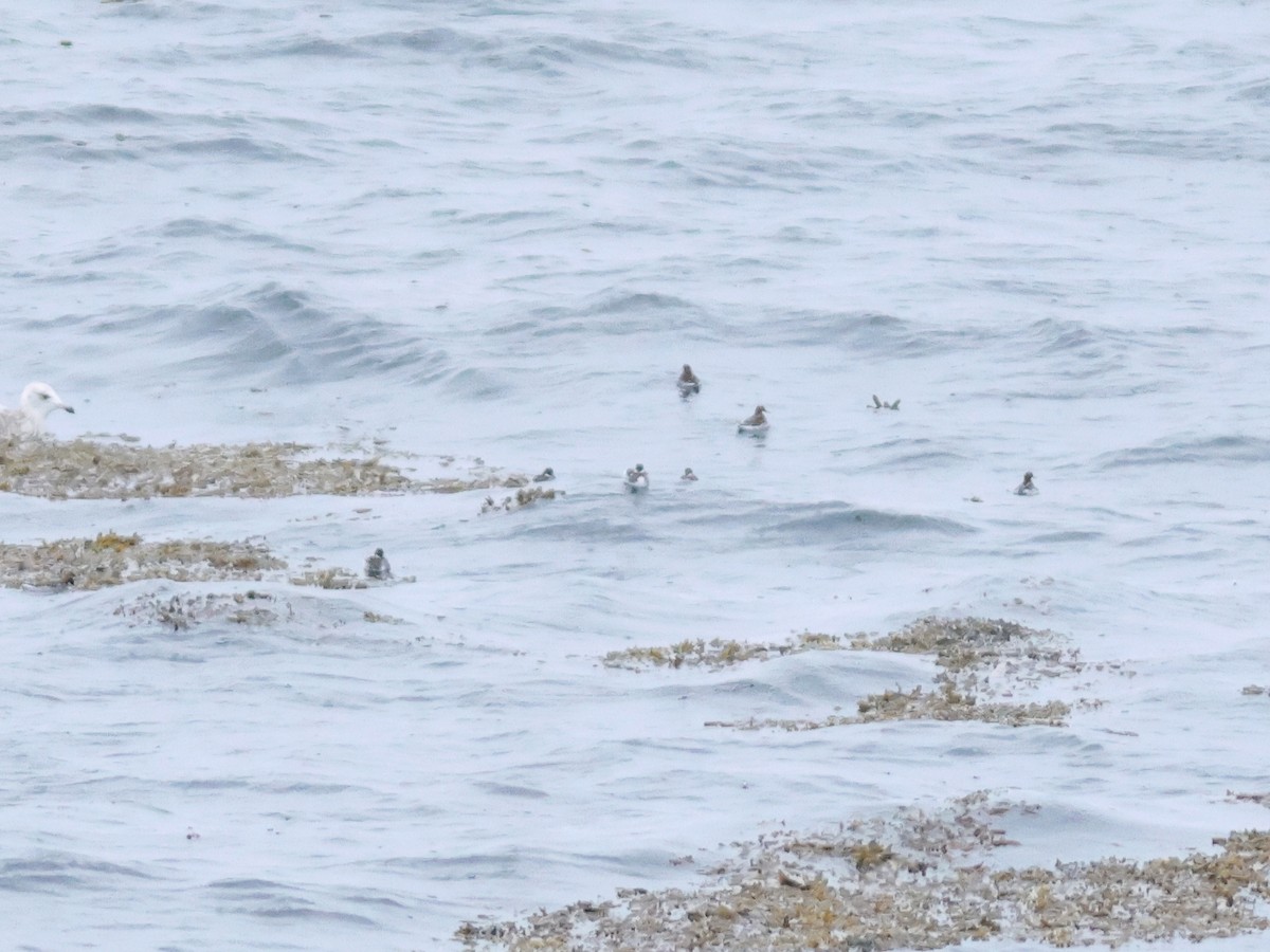 Red-necked Phalarope - ML619725396