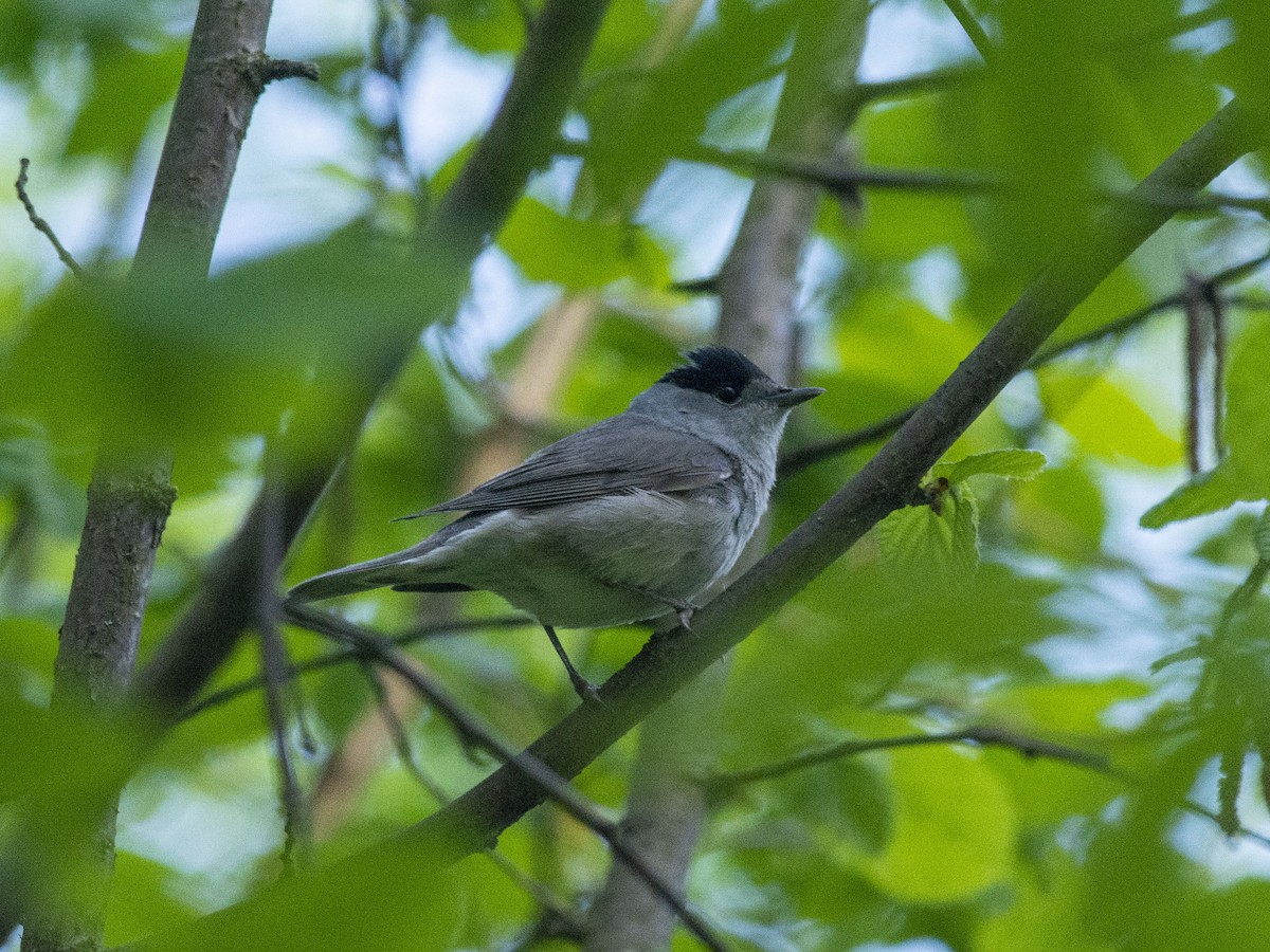 Eurasian Blackcap - ML619725398