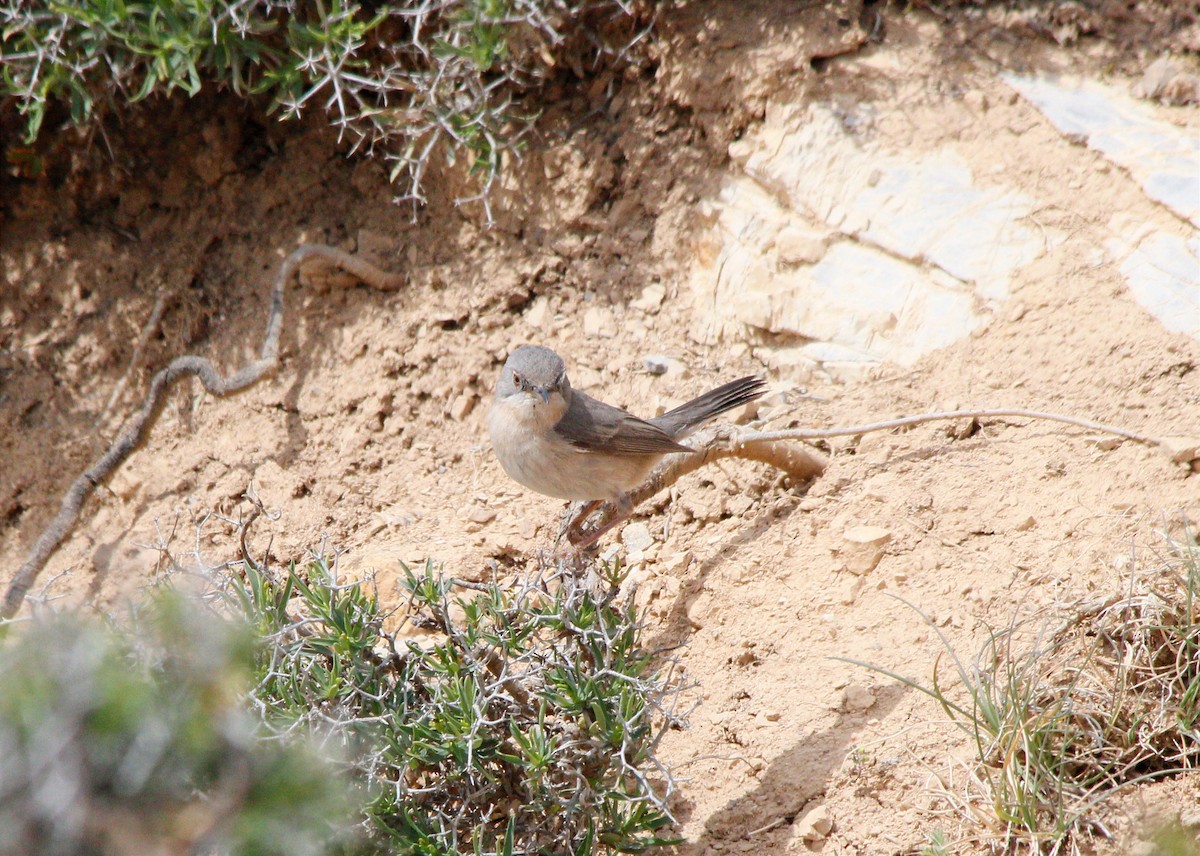 Western Subalpine Warbler - ML619725457