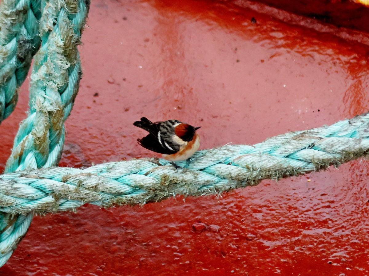 Bay-breasted Warbler - ML619725461