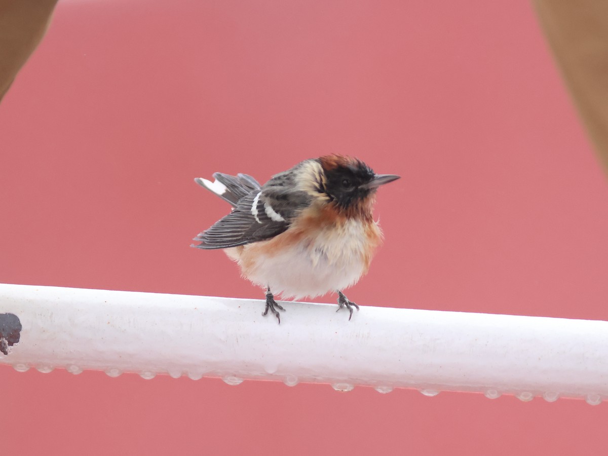 Bay-breasted Warbler - ML619725462