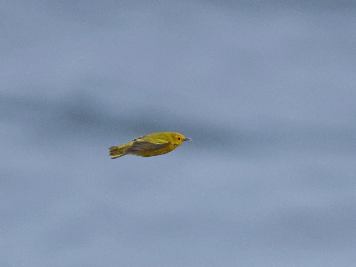 Yellow Warbler - ML619725466