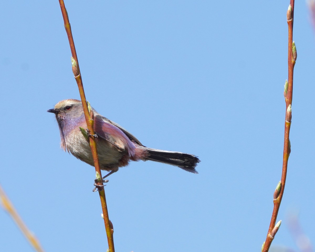 White-browed Tit-Warbler - ML619725477