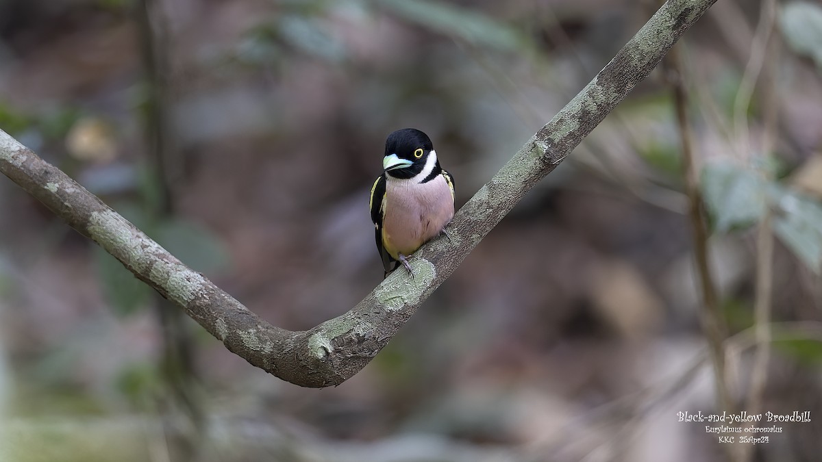 Black-and-yellow Broadbill - ML619725486