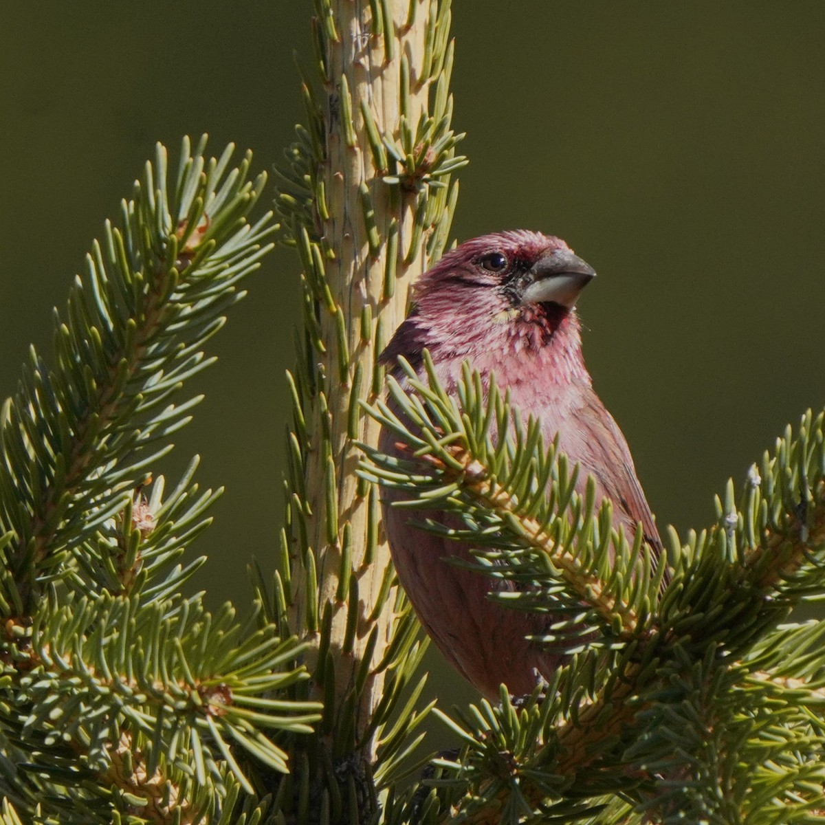 Red-mantled Rosefinch - ML619725492