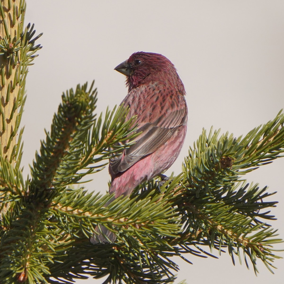 Red-mantled Rosefinch - ML619725493