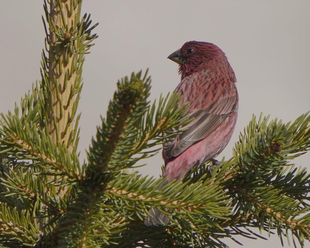 Red-mantled Rosefinch - ML619725494