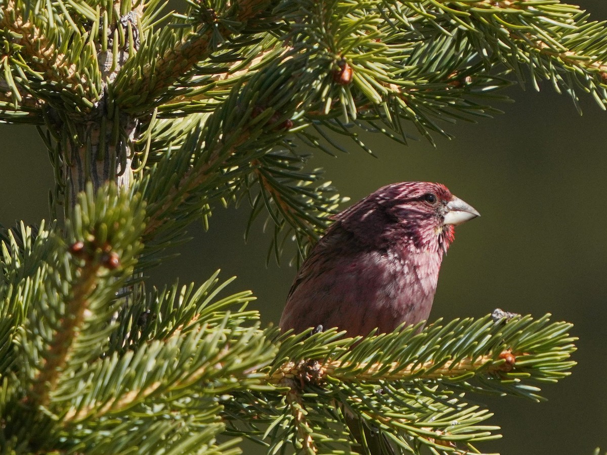 Red-mantled Rosefinch - ML619725495