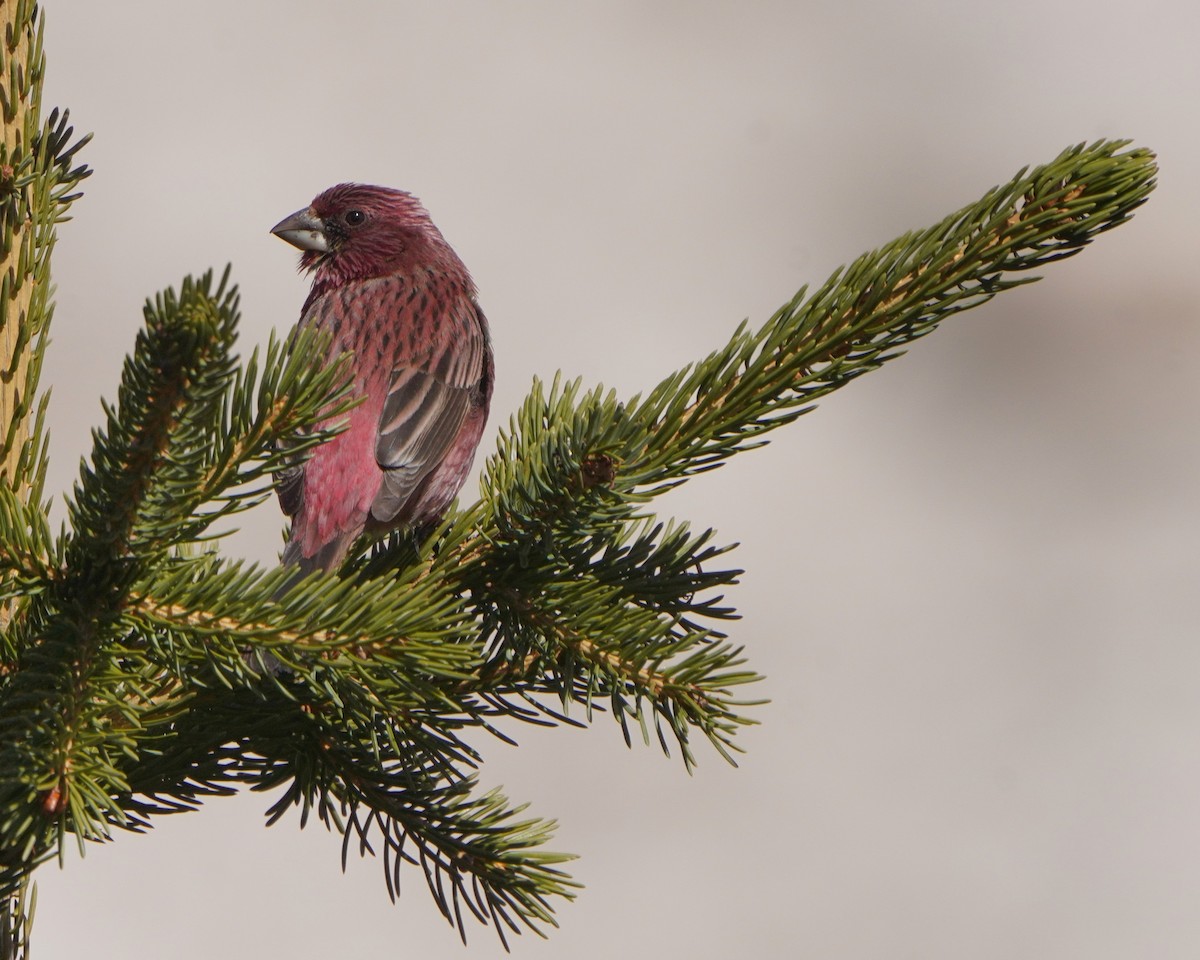 Red-mantled Rosefinch - ML619725496