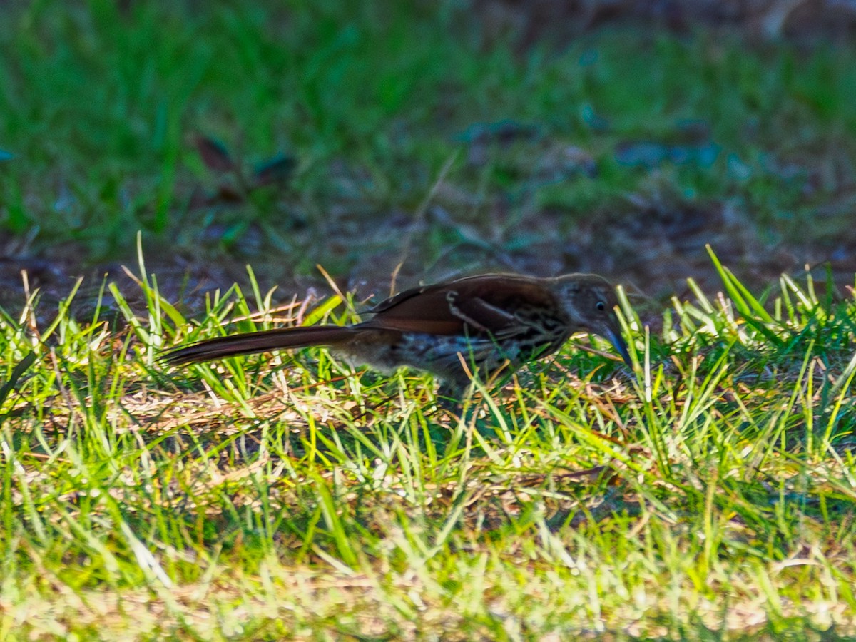 Brown Thrasher - ML619725500