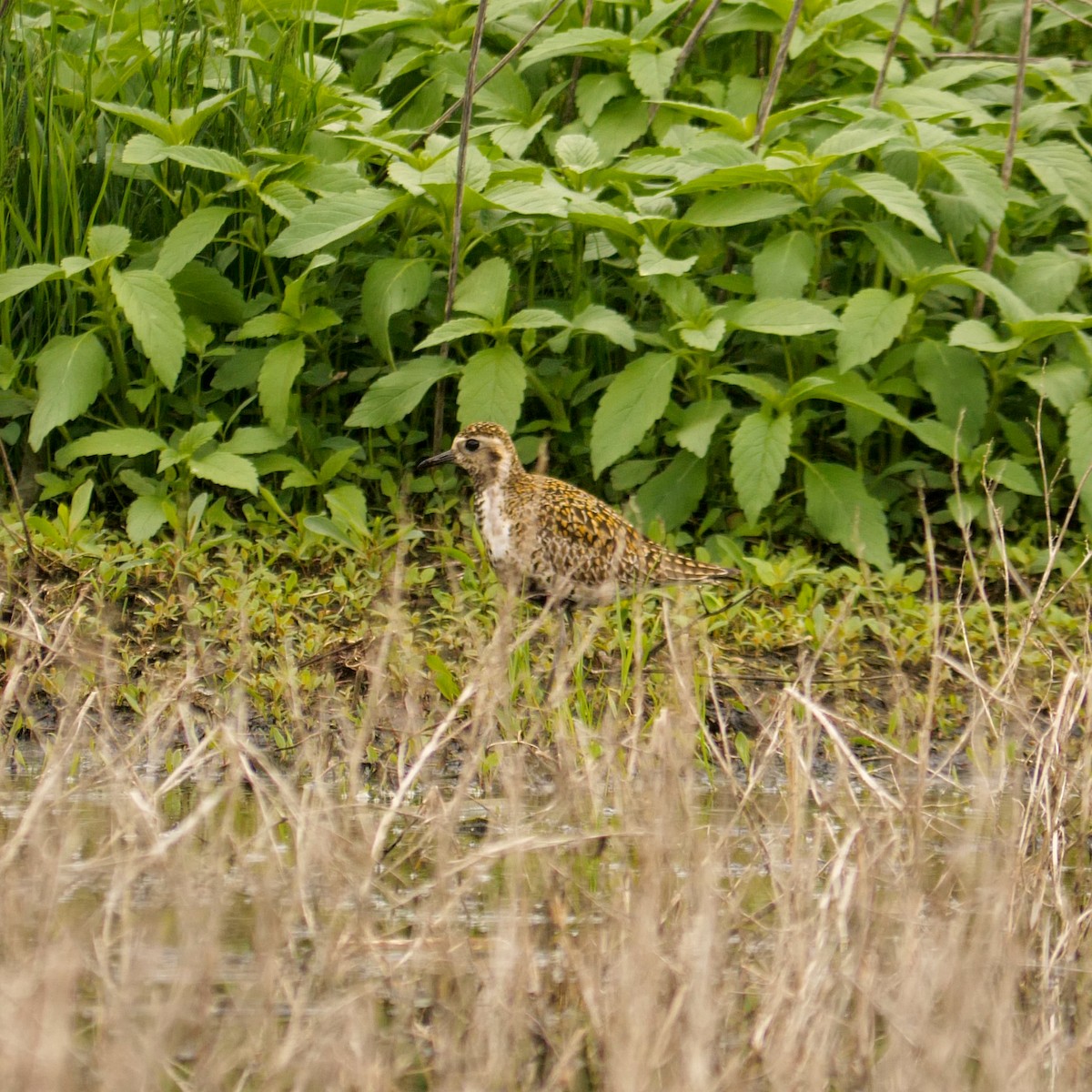 Pacific Golden-Plover - ML619725527