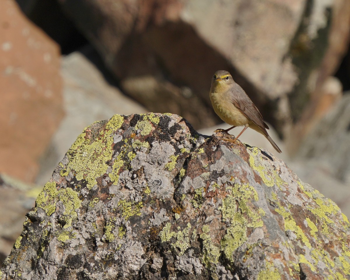 Sulphur-bellied Warbler - ML619725542