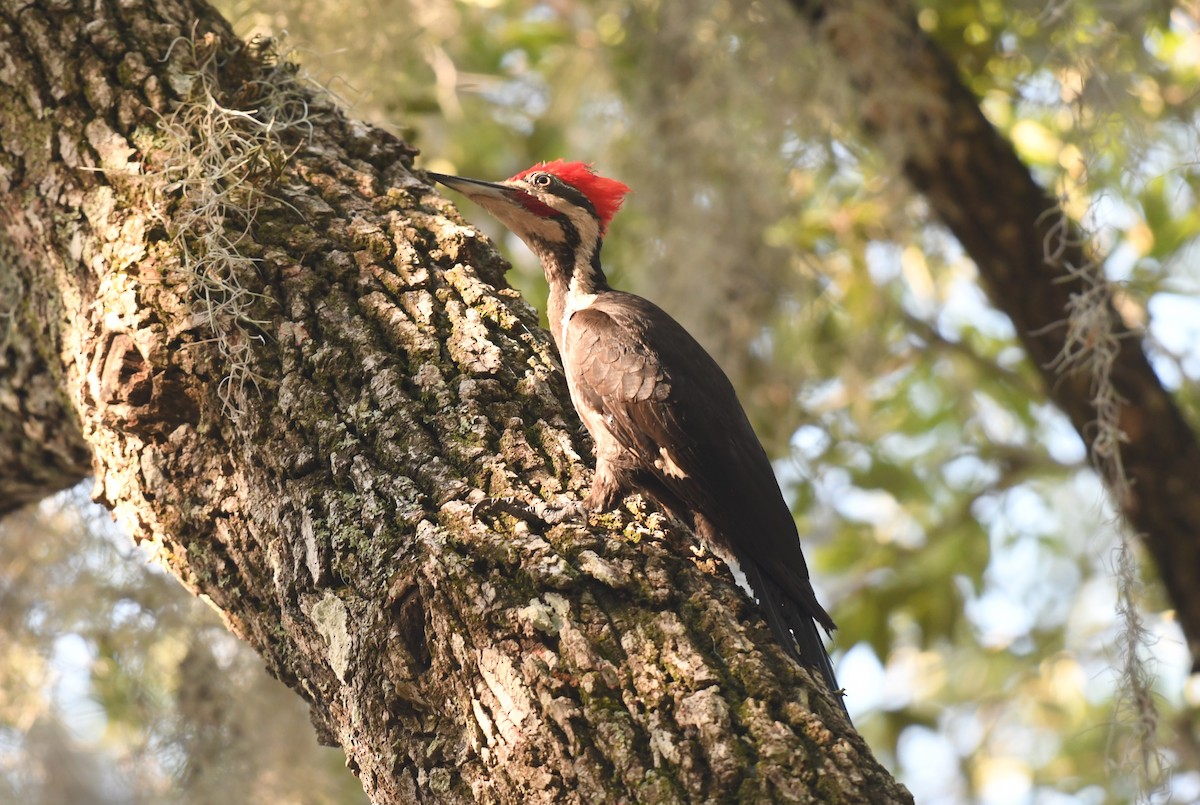 Pileated Woodpecker - ML619725546
