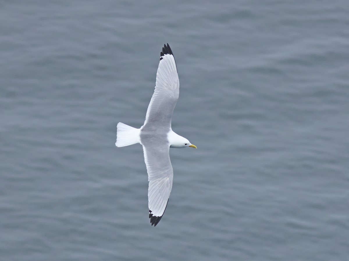 Black-legged Kittiwake - ML619725549