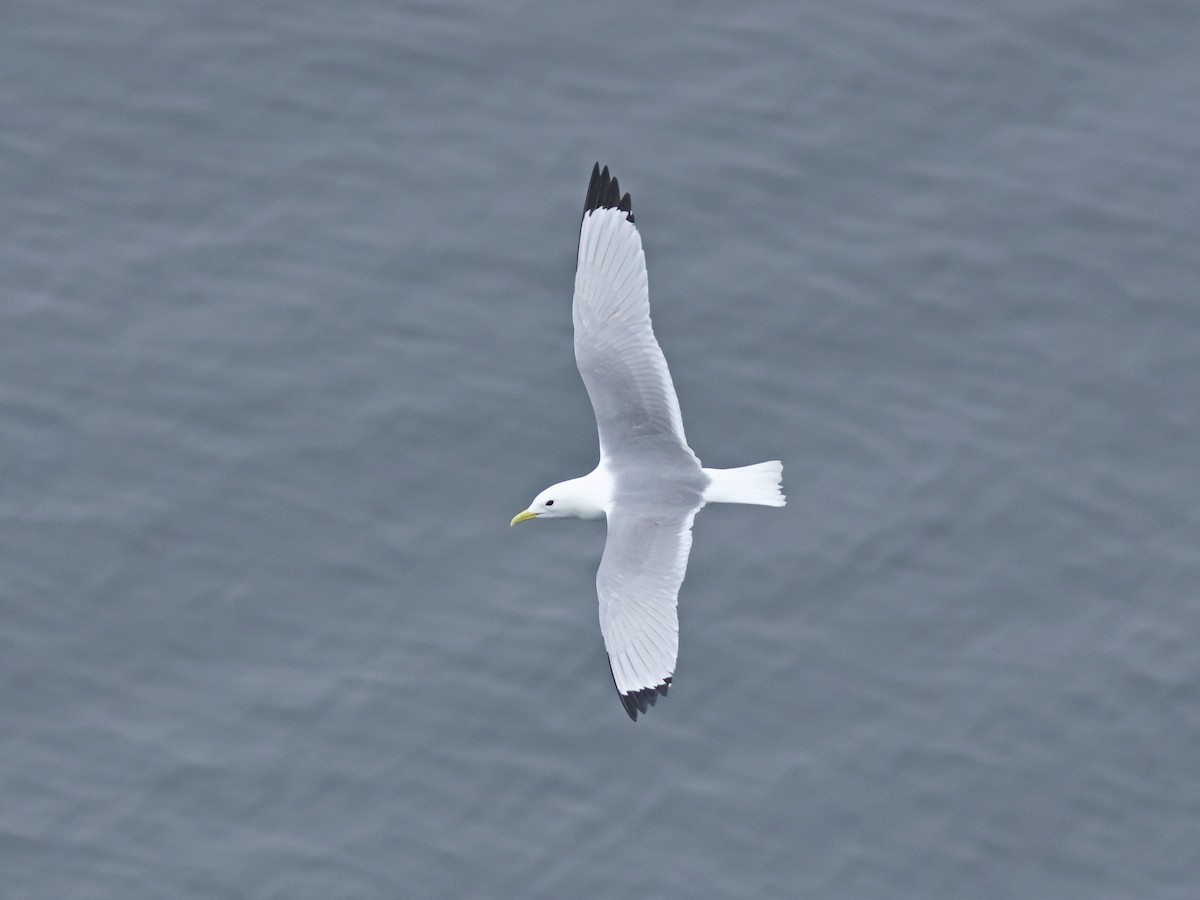 Black-legged Kittiwake - ML619725550