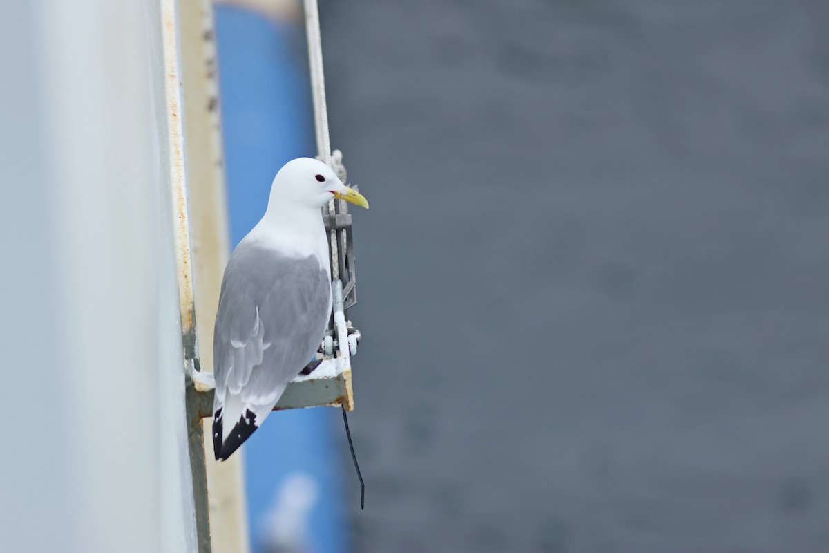 Black-legged Kittiwake - ML619725552