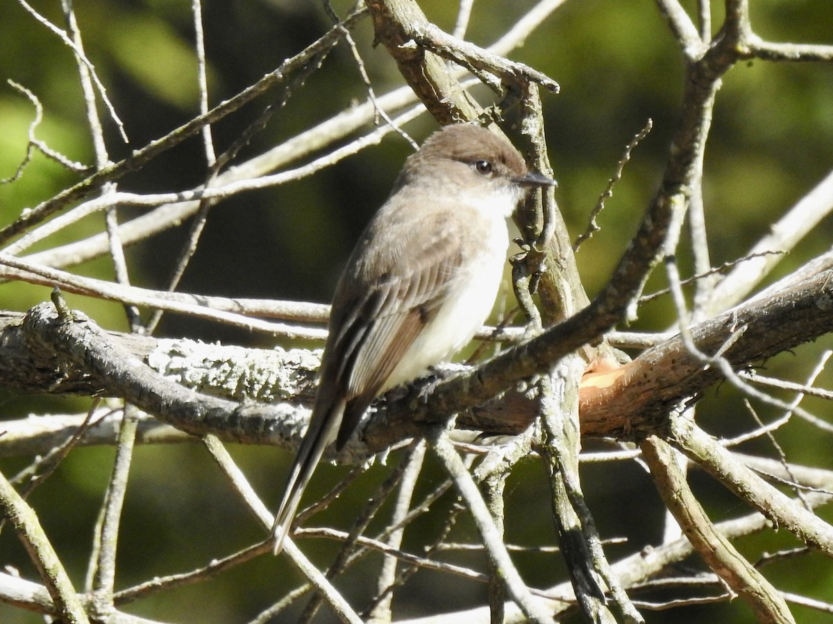 Eastern Phoebe - ML619725579