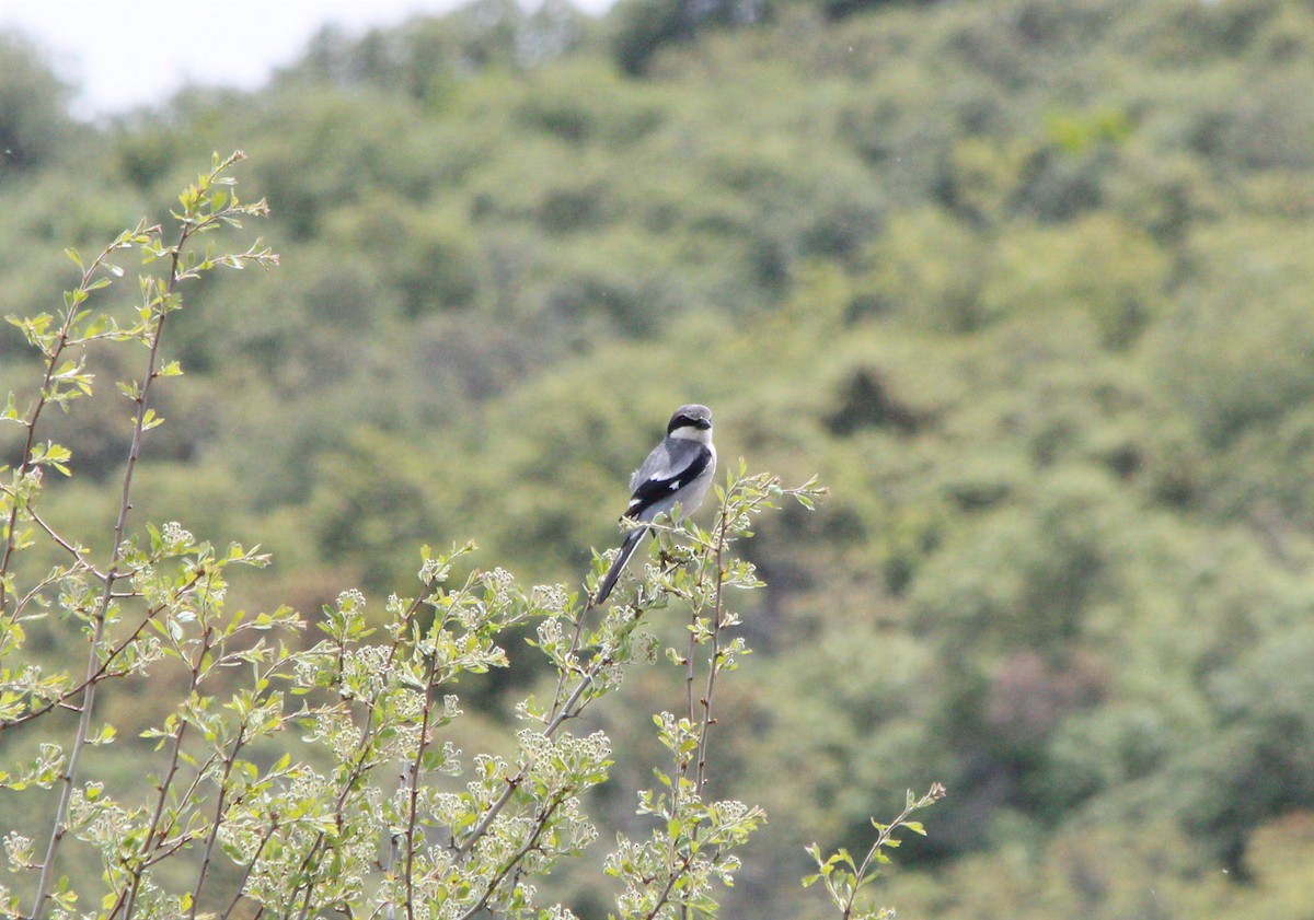 Iberian Gray Shrike - ML619725596