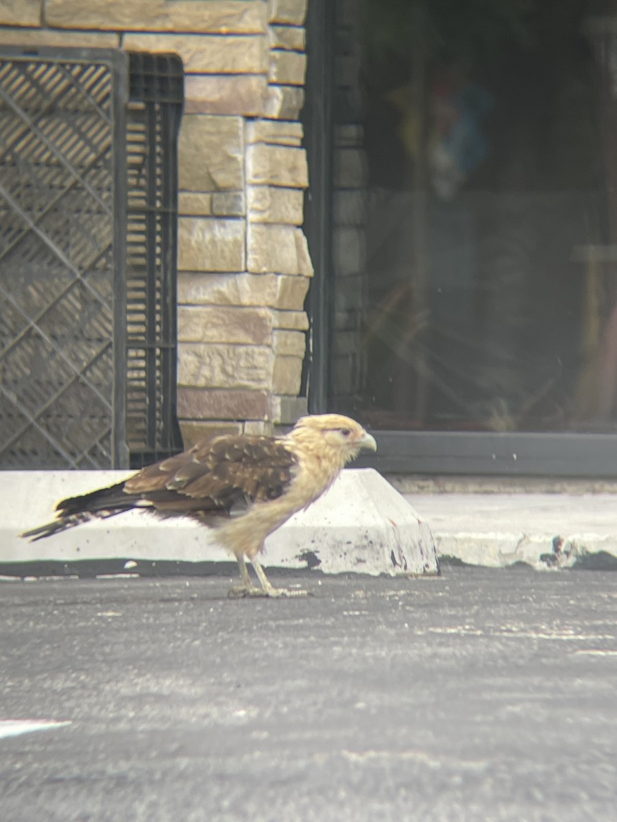 Yellow-headed Caracara - ML619725629
