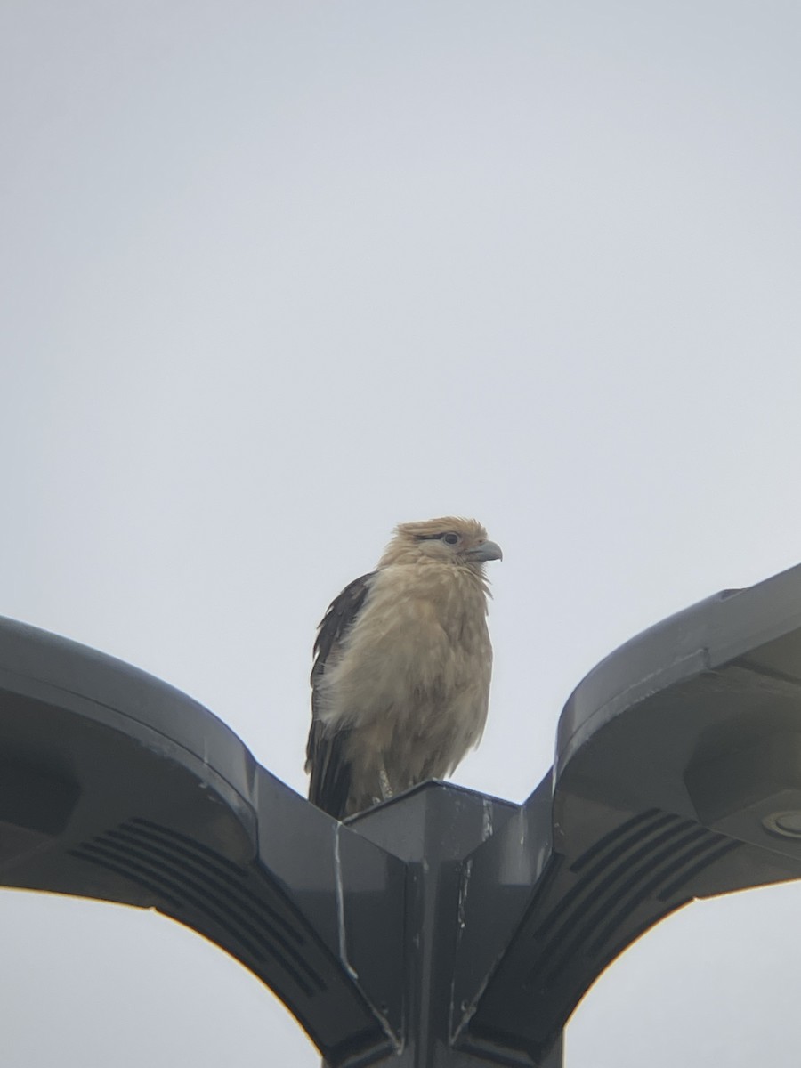 Yellow-headed Caracara - ML619725630