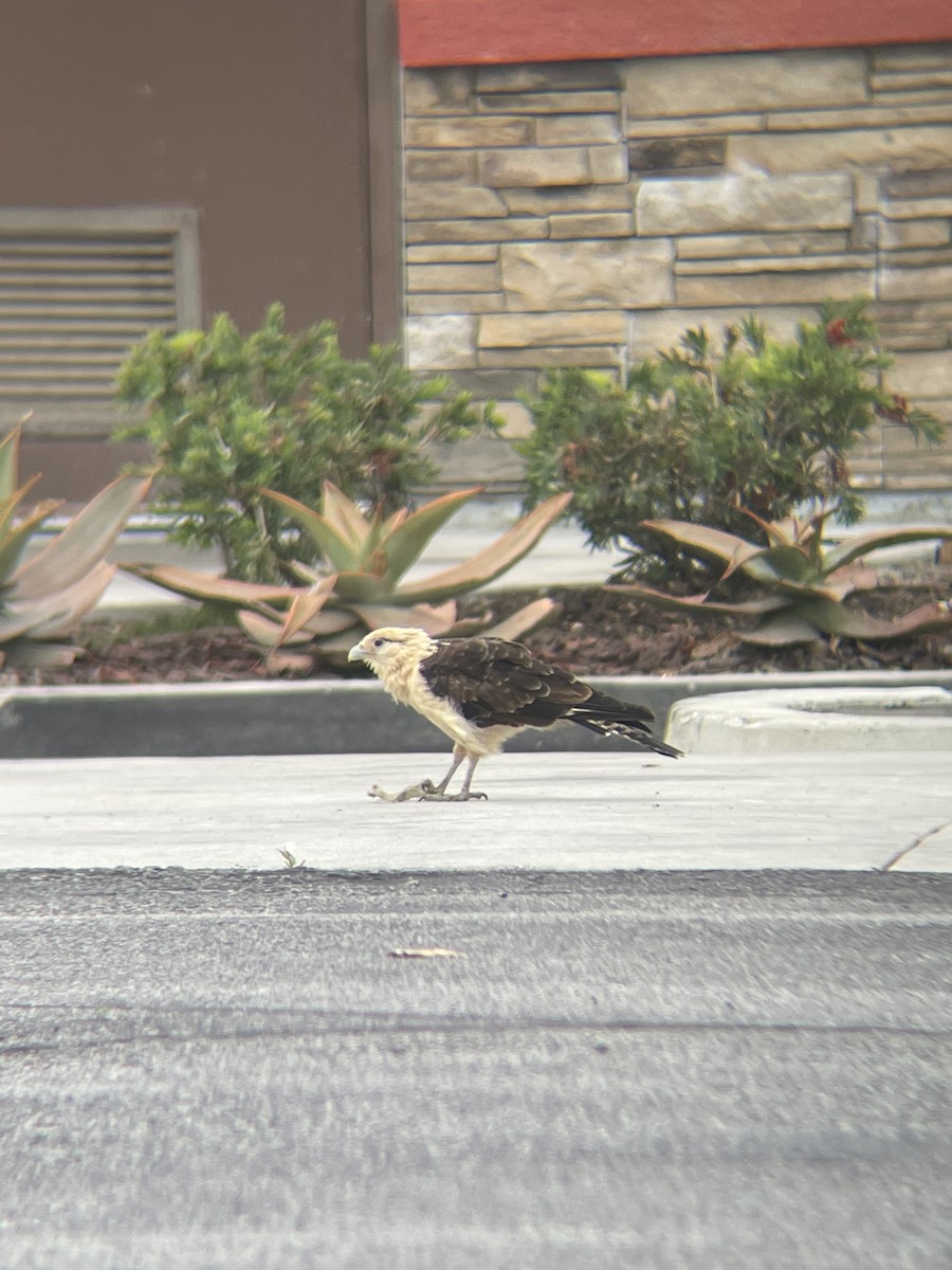 Yellow-headed Caracara - ML619725631