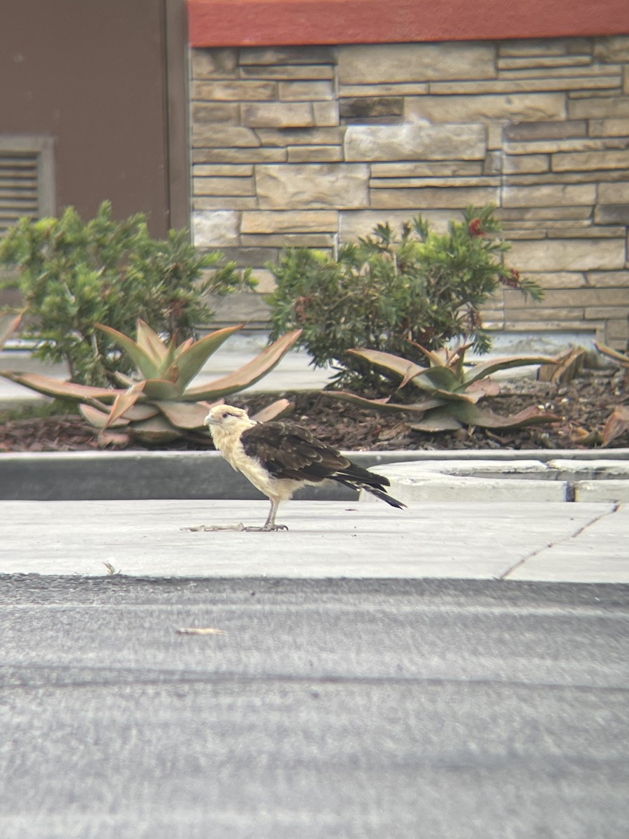 Yellow-headed Caracara - ML619725632