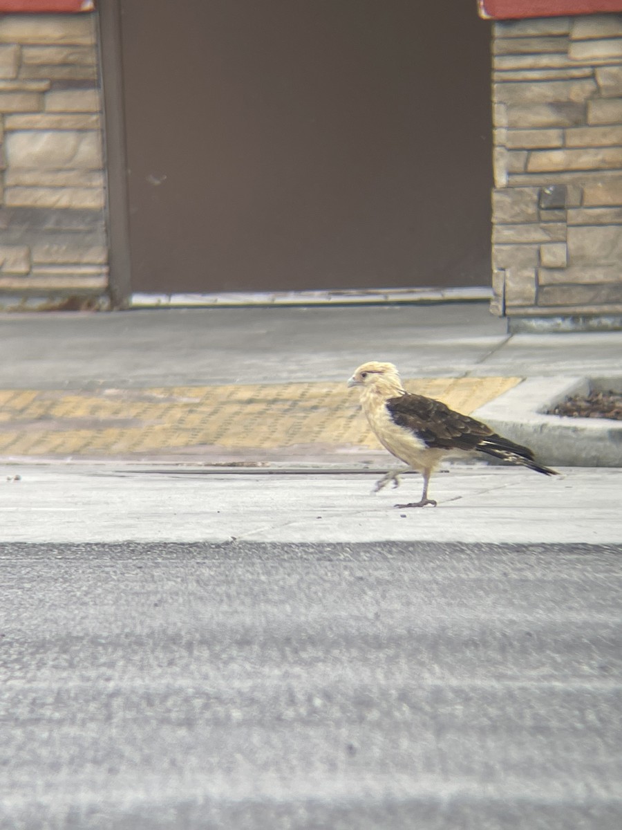 Yellow-headed Caracara - ML619725633