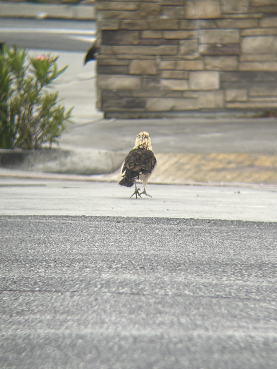 Yellow-headed Caracara - ML619725634