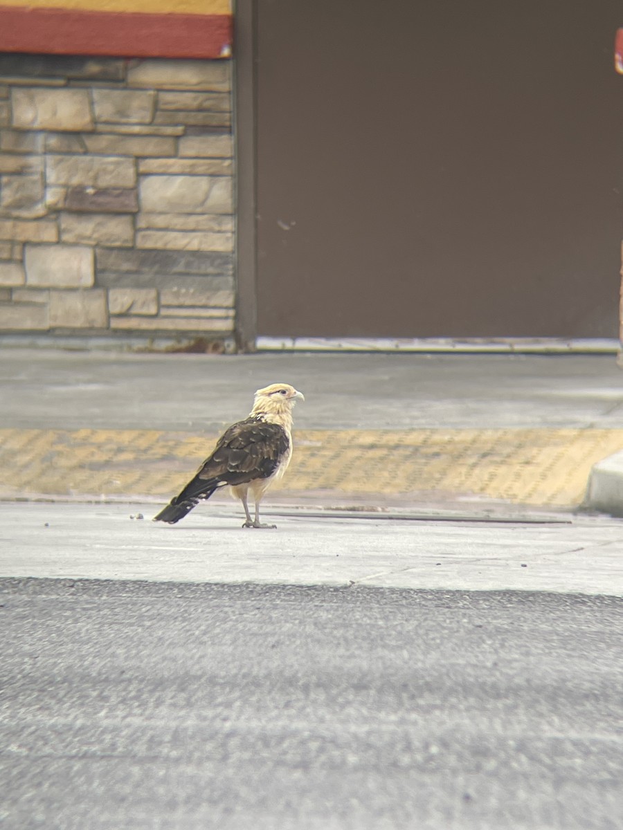 Yellow-headed Caracara - ML619725635