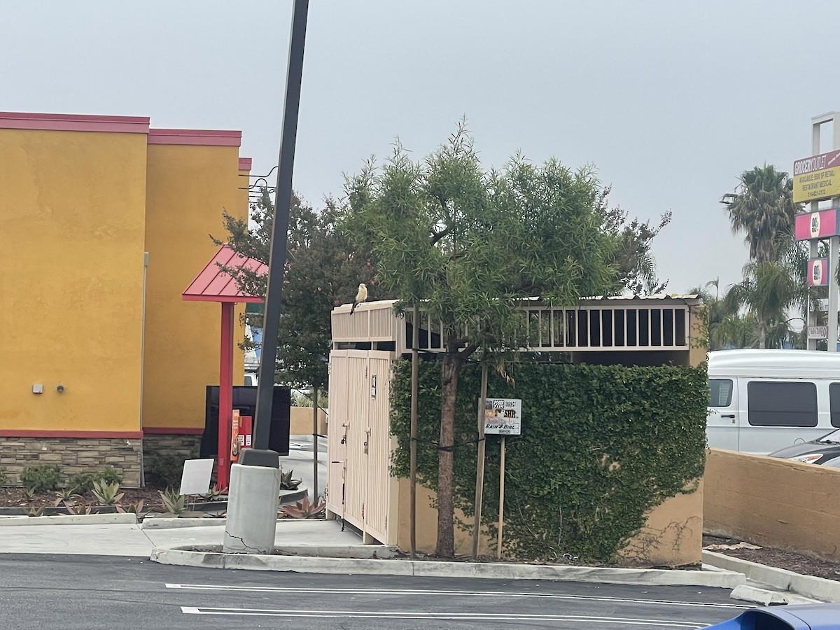 Yellow-headed Caracara - ML619725636