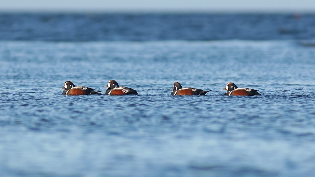 Harlequin Duck - ML619725651