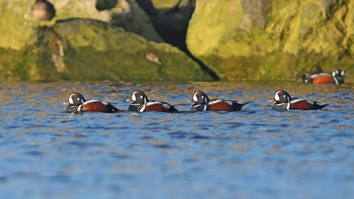 Harlequin Duck - Jessé Roy-Drainville