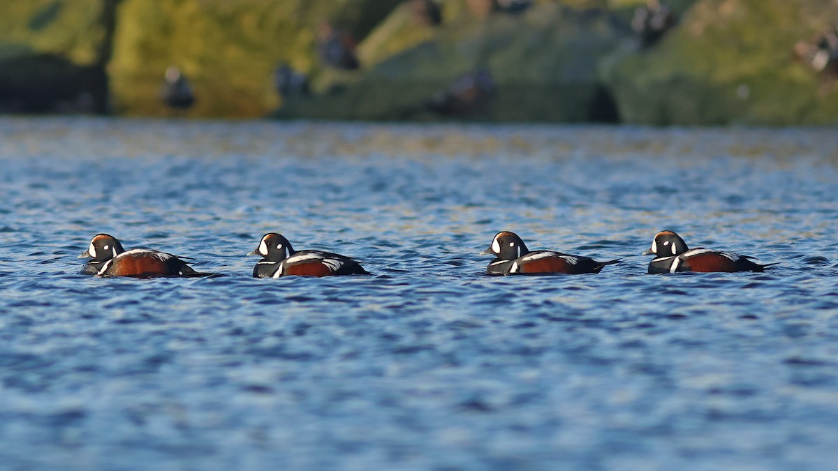 Harlequin Duck - ML619725654