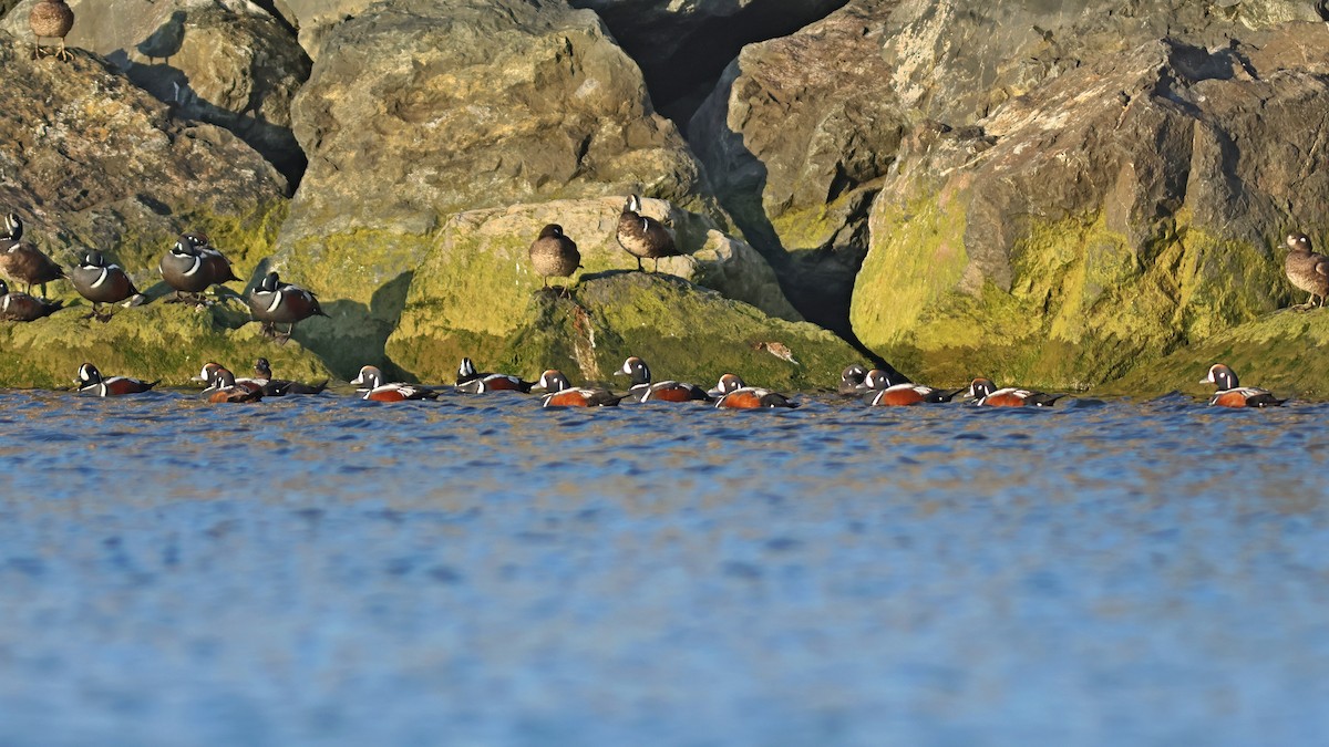 Harlequin Duck - ML619725658