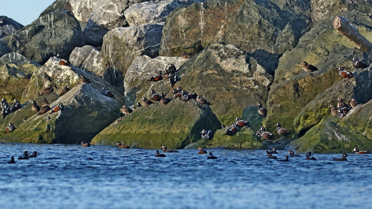 Harlequin Duck - ML619725659