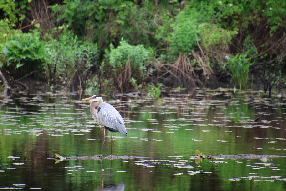 Great Blue Heron - ML619725660