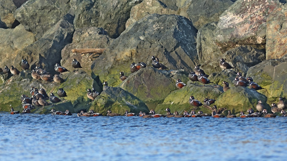 Harlequin Duck - ML619725662