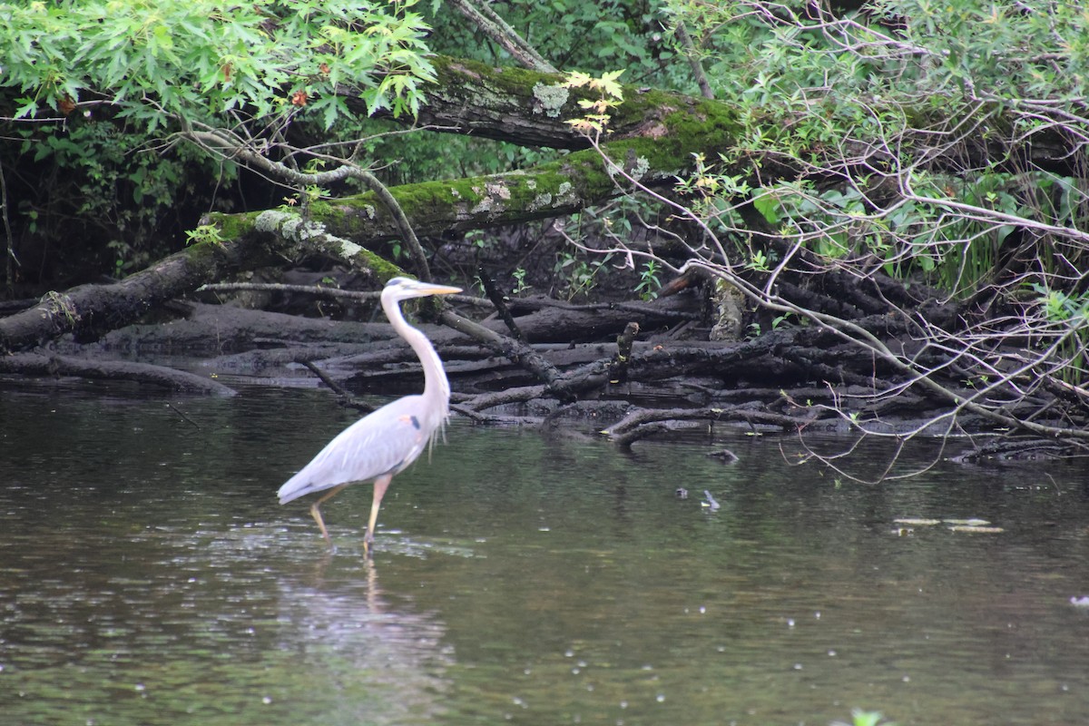 Great Blue Heron - ML619725663